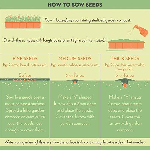 Generic Paudha Organic Ashwagandha Herb pack of 55 seeds_073