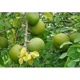 VS Products VS Products Vilvam Leaf Powder, 850g, Bael Leaf, Maredu Leaves, Aegle marmelos, Shreephala Leaf Powder, (pack of 8 x 100g, pack of 1 x 50g)