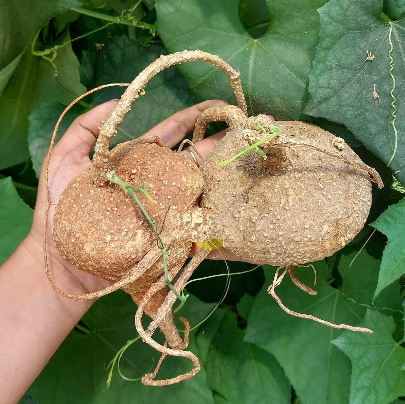 Generic 1pc Agasa Garudan Kizhangu/      / Akasgaddah/Redfruit Creeper - Below 500gm