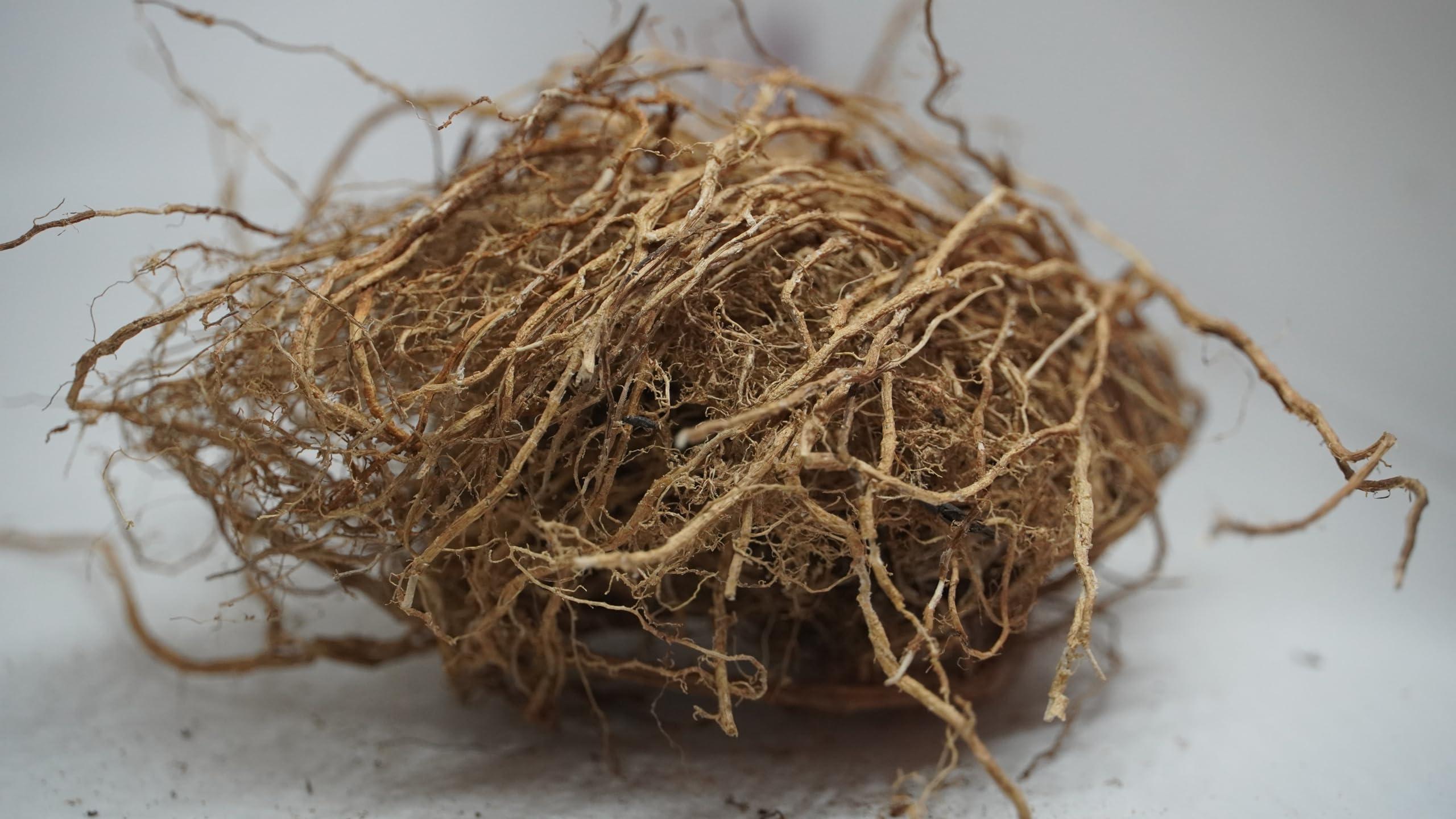 THOGAI THOGAIS -VETTI VAER- VETIVER ROOT/VETIVERIA ZIZANIOIDES/Khas Khas grass/Khus/ (50 GRAMS (PACK OF 1))