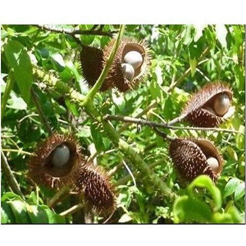 VS Products VS Products Kalarchikai Powder, 50g, Fever Nut, Karanjwa, Gajga, Caesalpinia Bonducella, Angarhavallari Powder, (pack of 1 x 50g)