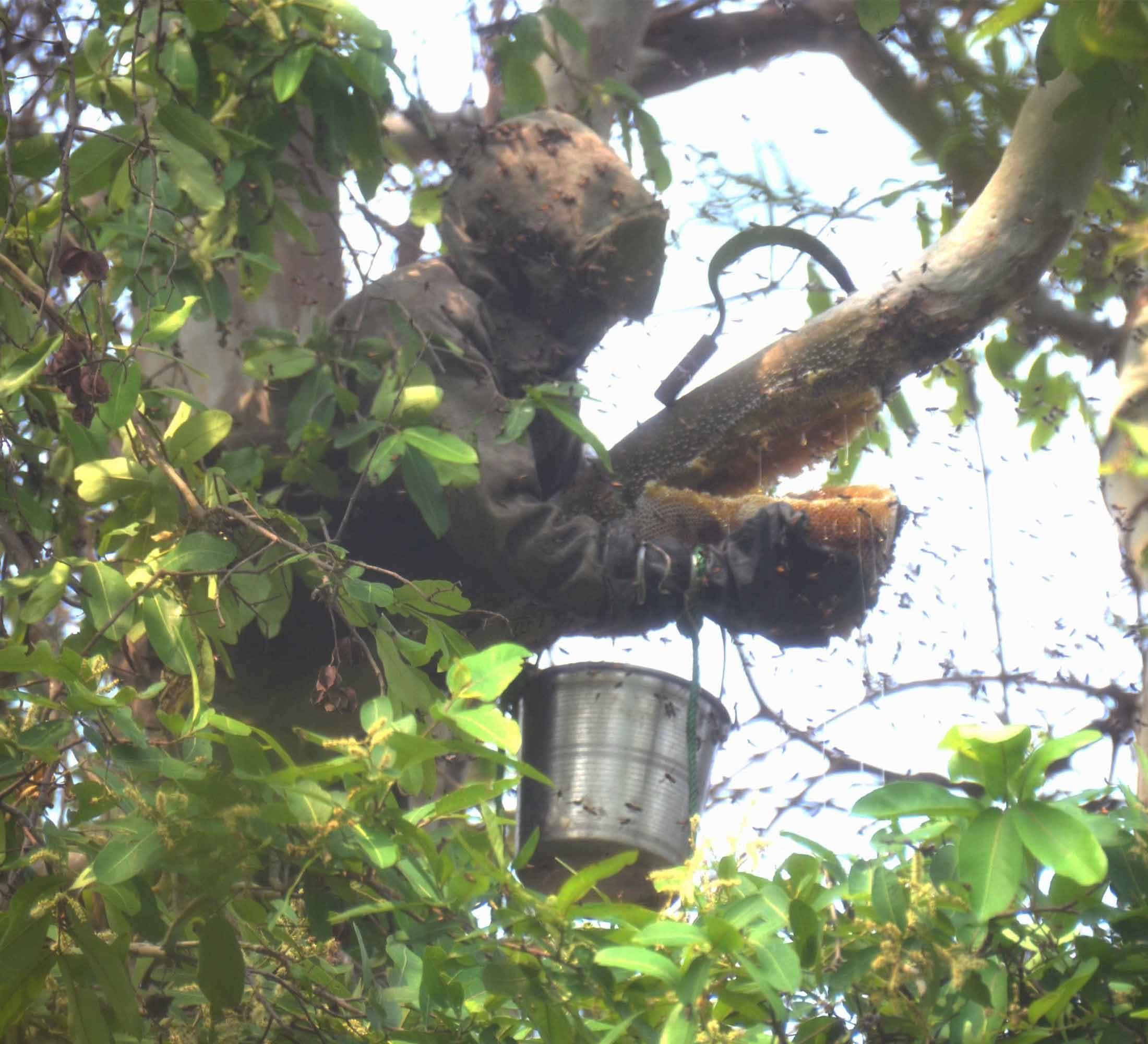 Royal Bee Brothers Royal Bee Brothers | Tribal Natural Forest Honey | Produce of Wild Honey Bees | 100% Raw, Unprocessed, Unheated, Unfiltered, No Chemical, No Adulteration | 250 g