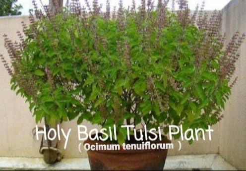 SUSHITO GLOBAL TRADE SUSHITO GLOBAL TRADE Naturaly Oxygen Generator Tulsi Seeds & Beads Bracelet For Health Care Shield. Repel Mosquitoes Also.(0.7 mm)