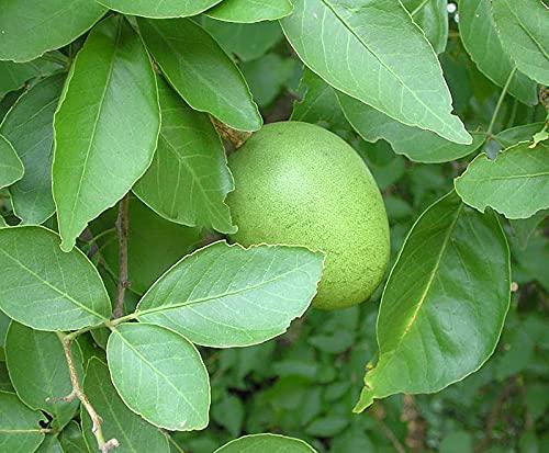 VS Products VS Products Vilvam Leaf Powder, 850g, Bael Leaf, Maredu Leaves, Aegle marmelos, Shreephala Leaf Powder, (pack of 8 x 100g, pack of 1 x 50g)