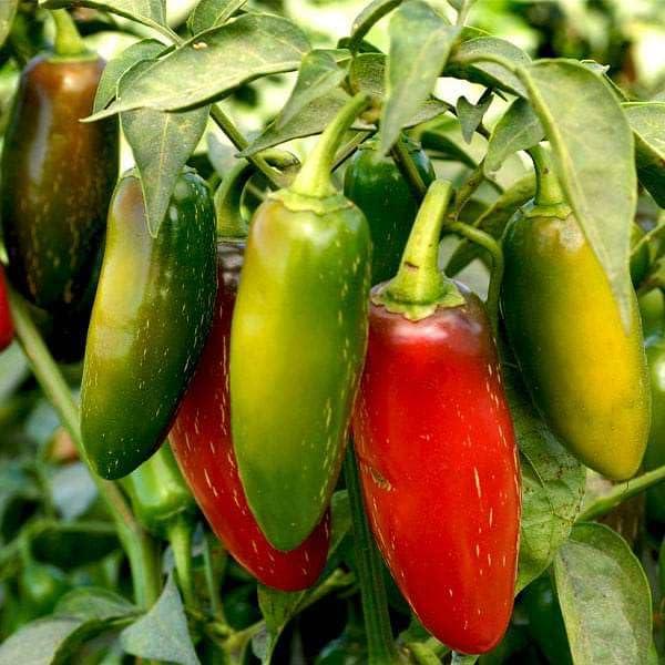Generic Kanthari Chilli (Bird Eye Chilli, Kanthari Mulaku) Green, Red Pack of 100 Seeds