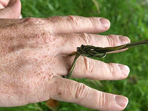 Awadh AWADH- Dry Natural Kusha Grass Bundles For Pooja And Purification Aid (Pack of 2 Bundels), Darbha Grass or Kusha Grass for puja Havan, Dharbha pul/Halfa Grass/Kusha Grass for Pooja Karma