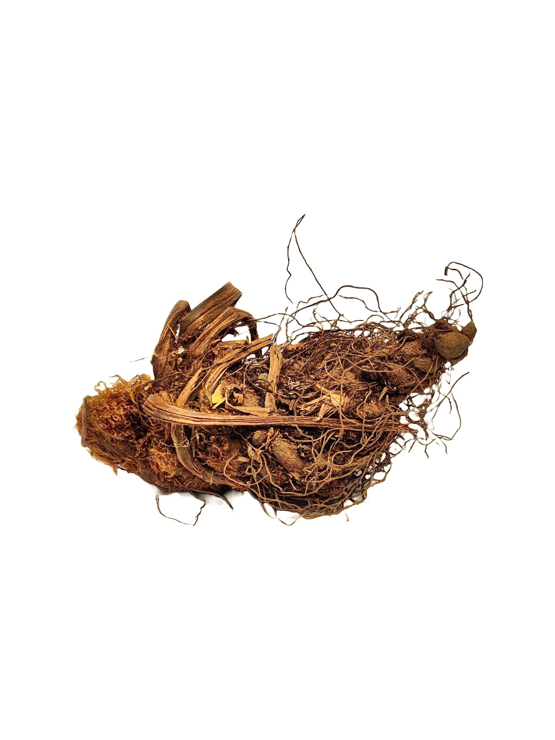 Generic PINAK || 100% Orignal Organic Jatashankari Roots || Pure Jatashankari Herb || JATASHANKAR || (Dried) || ||