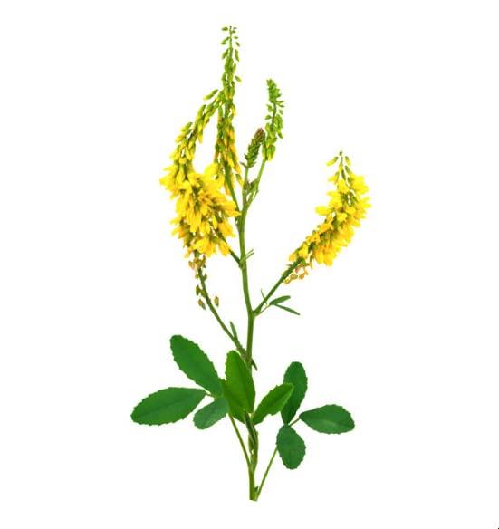 Mystique Hills Mystique Hills Sweet Clover Powder (Melilotus) (50 g)