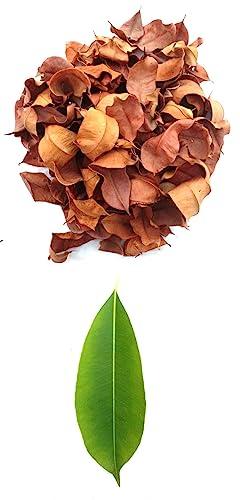 Generic Li6 Pure Dry Jamun Leaves 100 Grams - Jamun Ka Sukha Patta, Patte, Patti - Jamun Dried Leaf