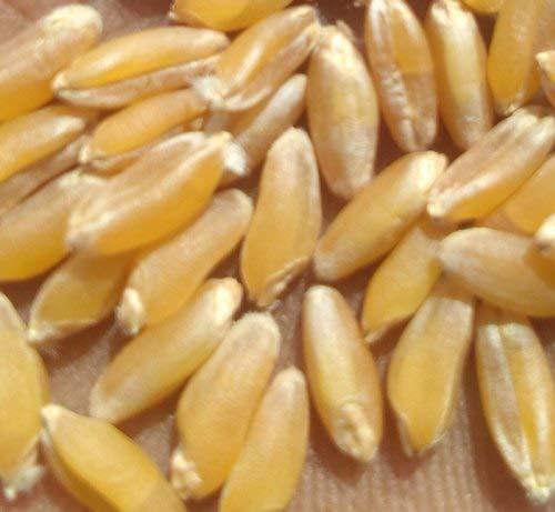 VISION CRAFTED VISION CRAFTED PUNJAB Chemical Free Rare Desi Bansi Wheat Seeds Variety For Growing Wheat (4 KG, BANSI WHEAT)