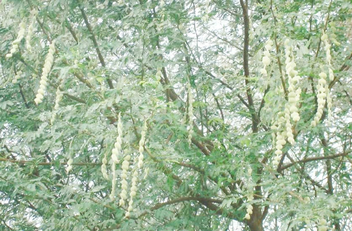 R P Enterprises Organic ll ayurvedic ll Babool Datun ll Manual Tooth Brush II Chewing Stick for Healthy and Strong Teeth for regular use (31)