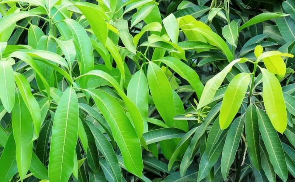 RUDRAKSHA Rudraksha Mango Leaves, Green, Fresh and Organic. Pack of 51 Leaves. Used for Havan, Puja and Festivals.