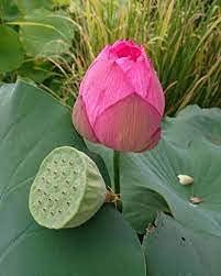 SAARA Saara HERBAL FRESH Lotus Flower Seeds(Black), 150g, Indian Lotus Seeds, Kamal Gatta Seeds, Kamal Phool, Nelumbo Nucifera Black Seeds,(pack of 1 x 100g, pack of 1 x 50g)