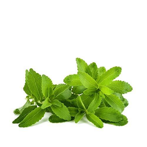 ZEVIC Zevic Stevia Sugar Free Powder | Zero Calories Stevia Powder | Vegan & Keto | 100% Natural Sweetener Powder | Sugar Substitute Natural | Diabetic Friendly - 900g (300g x 3)