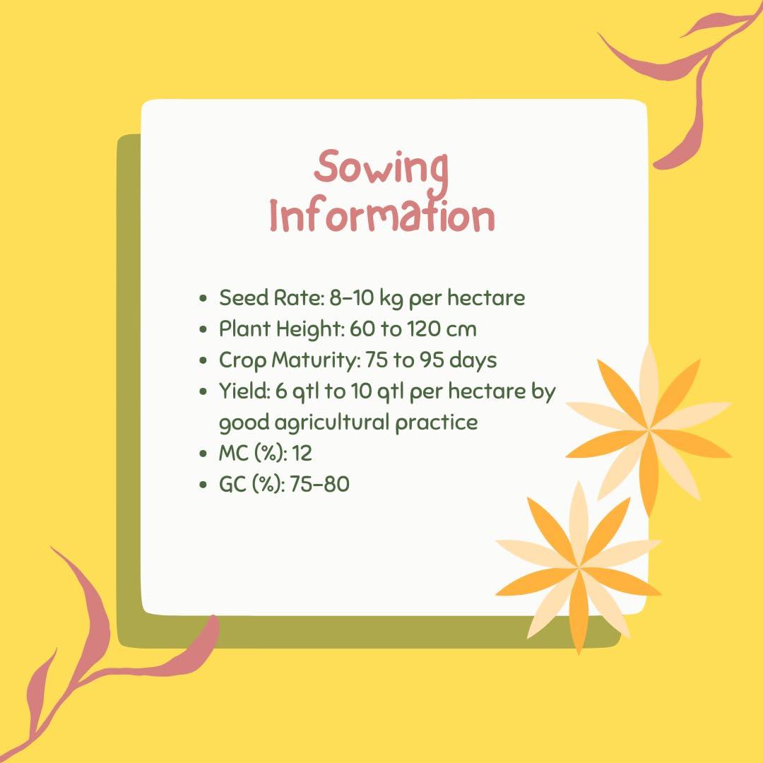 Apni Maati Apni Maati Kodo Millet Seed for Sowing (2000 gm; Koden/Kodra/Koovarugu)