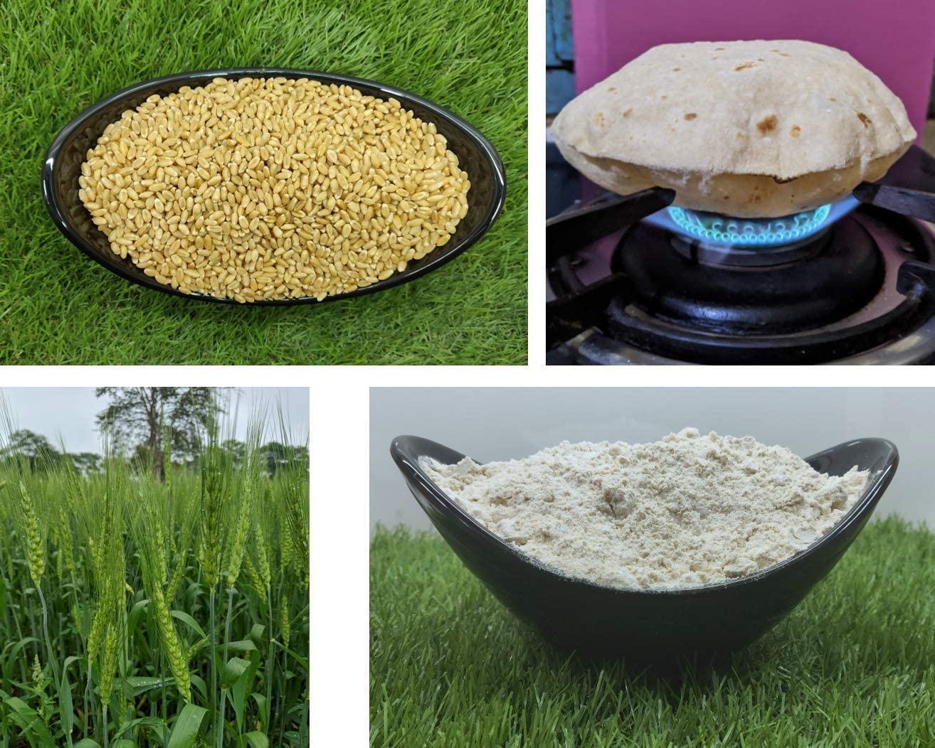 A\'S HARVEST HUB A\'S HARVEST HUB MP Sharbati Wheat Fresh from Farms | No Mixture | No Preservatives | Gehu | Fiber Rich Whole Wheat Grain | Organic MP Sharbati Wheat | Fresh From Farms | 10 Kg