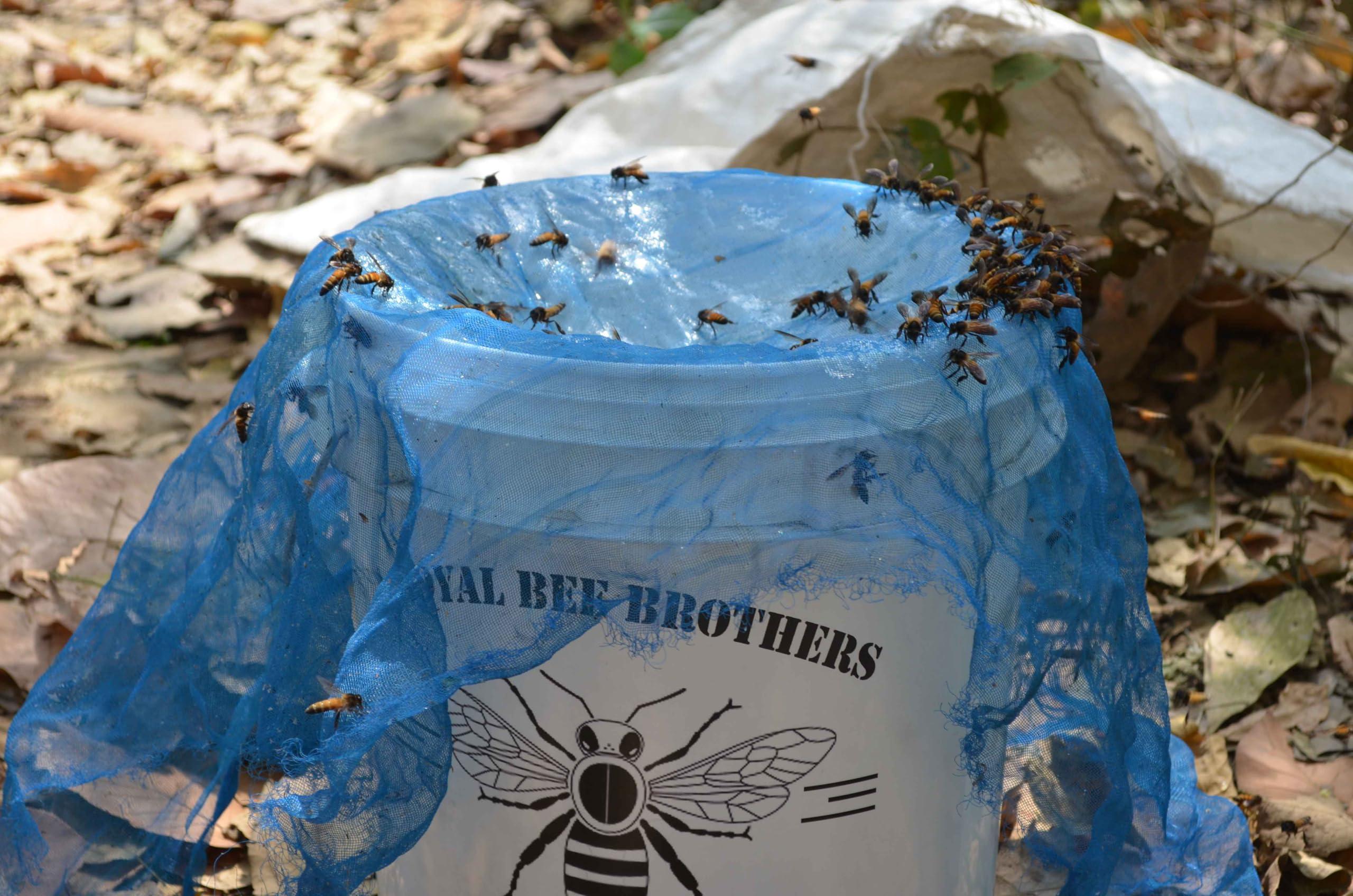 Royal Bee Brothers Wild Forest Raw Honey | Produce of Wild Honey Bee | 100% Pure & Natural, Unprocessed, Unheated, Unadulterated