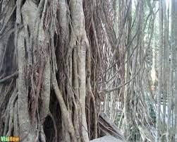 Generic Banyan-2 Naturals Banyan Tree Root Stick for Healthy Teeth (15PCS) - Unflavored Toothbrush