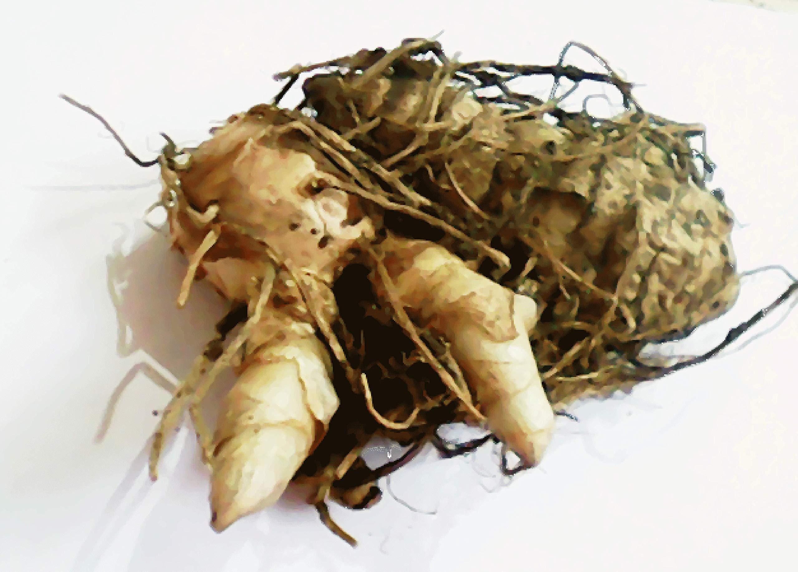 Energy World Natural White Turmeric Original/Safed haldi for Pooja