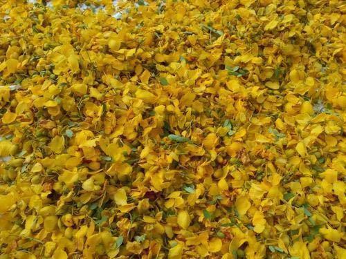DOT DOT Organics Avarampoo/Senna Auriculata/Tamgedu Dried Flowers - 250 Grams