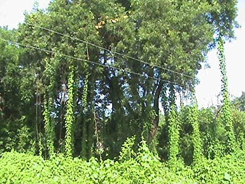 RUKDA RUKDA Giloy stems, Fresh Neem Giloy Plant Stems Giloy Sticks, Guduchi stems Neem Giloy stick 30 cm Long