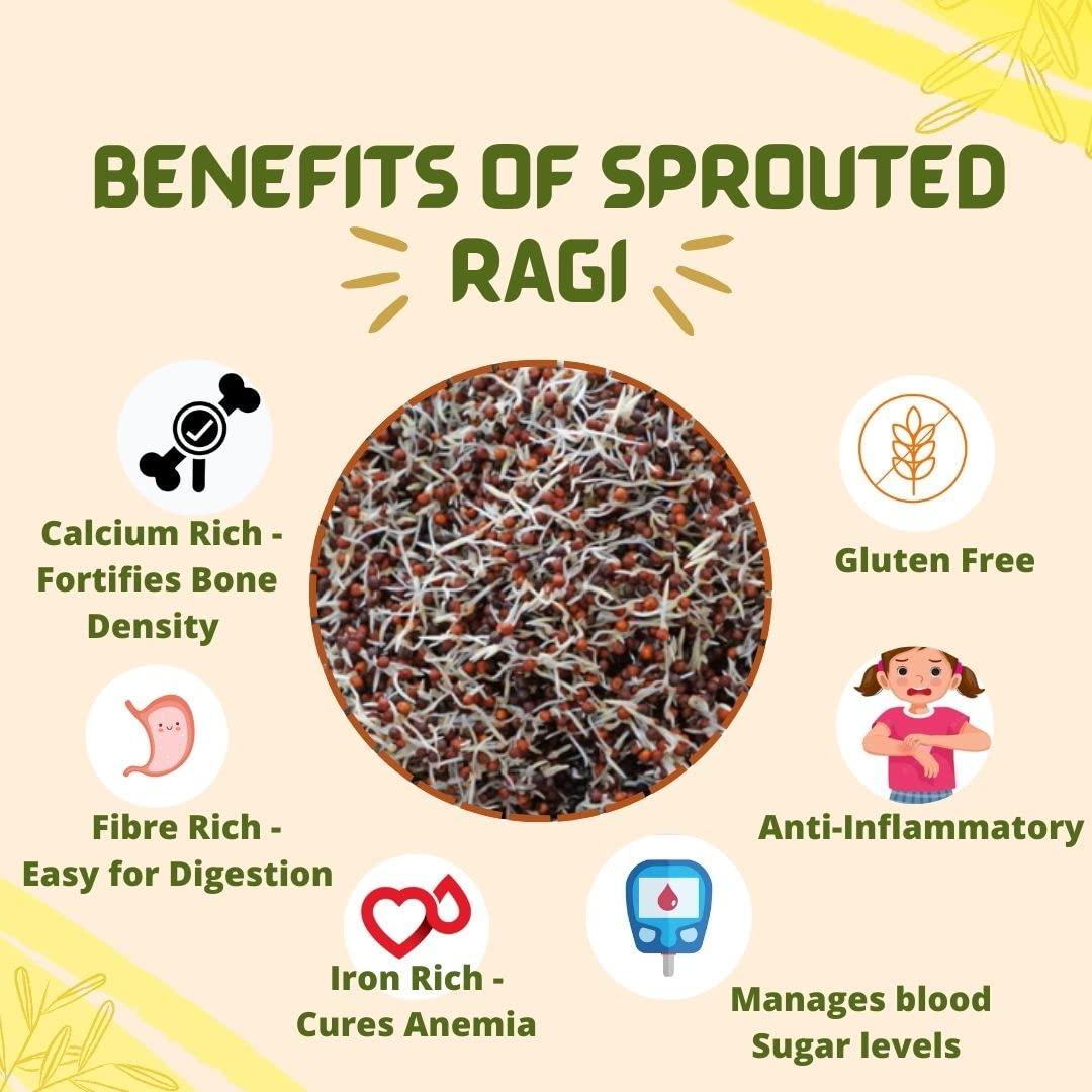 Sprout Feast Sprout Feast Sprouted Ragi Flour 800 gm |100% Homemade & Naturally Dried Sprouted Ragi Flour| Gluten Free | Suitable for All Age Groups| Nachni Flour | Ragi Malt | Finger Millet Flour|