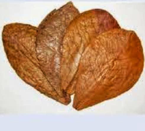 Generic NATURE WORLD PREMIUM INDIAN ALMOND TERMINALIA CATAPPA TROPICAL ALMOND MALABAR ALMOND JANGLI BADAM SEA ALMOND BADAM DRIED LEAFS FOR FRANS AND FISH TANKS AND AQUERIUMS (500)