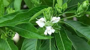 7006 HERBALS 7006 Herbals Malabar Nut Powder 100g/ / ADHATODA VASICA/Pack of 3/ 300g (3)