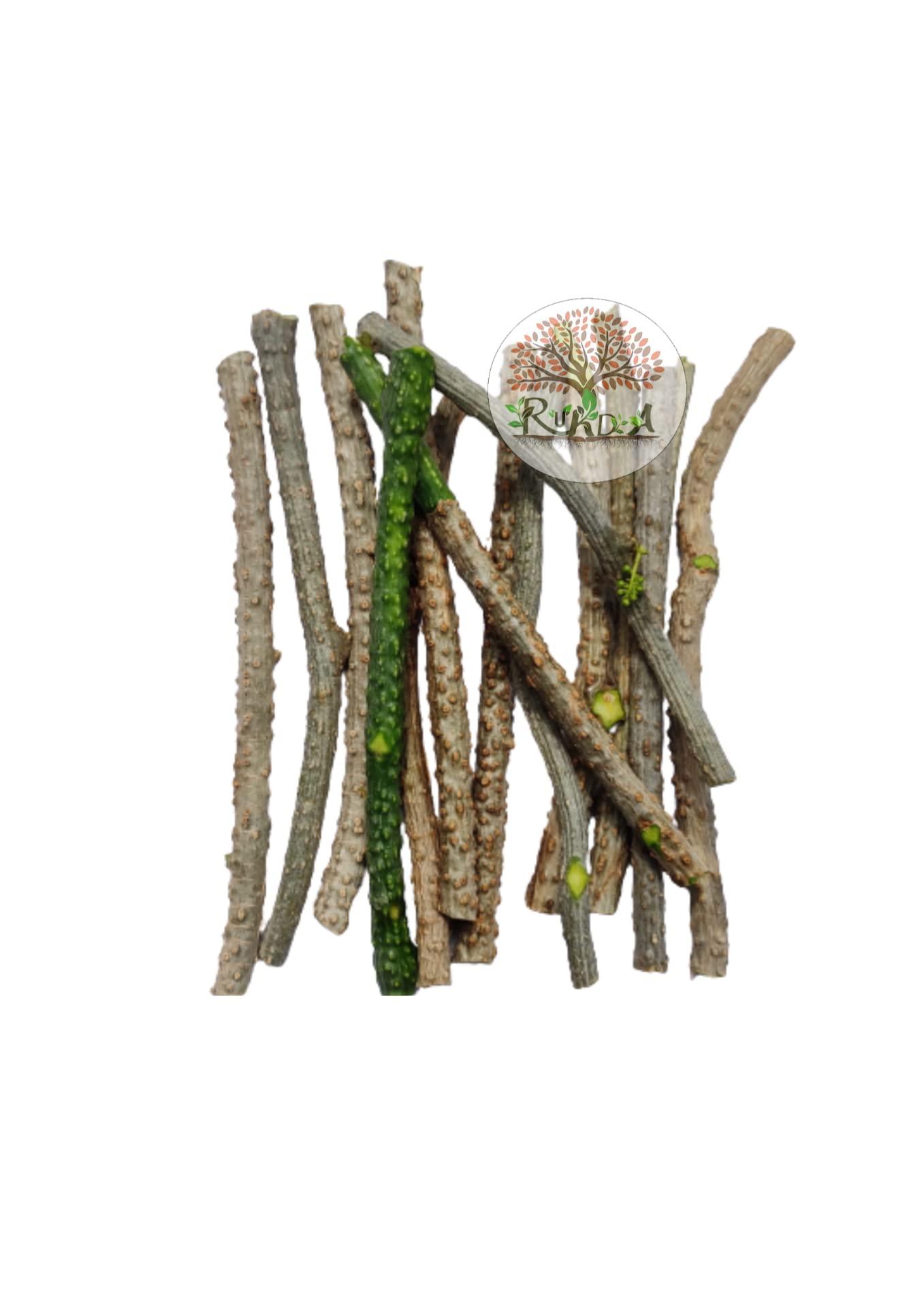 RUKDA RUKDA Giloy stems, Fresh Neem Giloy Plant Stems Giloy Sticks, Guduchi stems Neem Giloy stick 30 cm Long