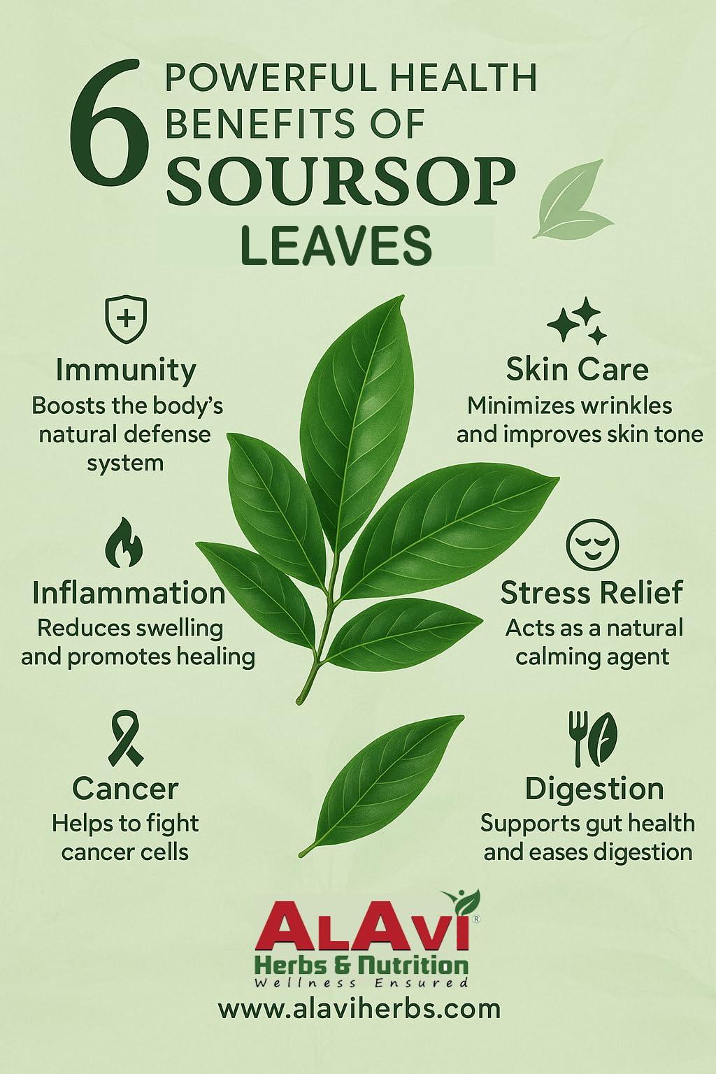 ALAVI Alavi\'s Soursop / GRAVIOLA 240 Dry Leaves with Stems Powder (Pack of 3)