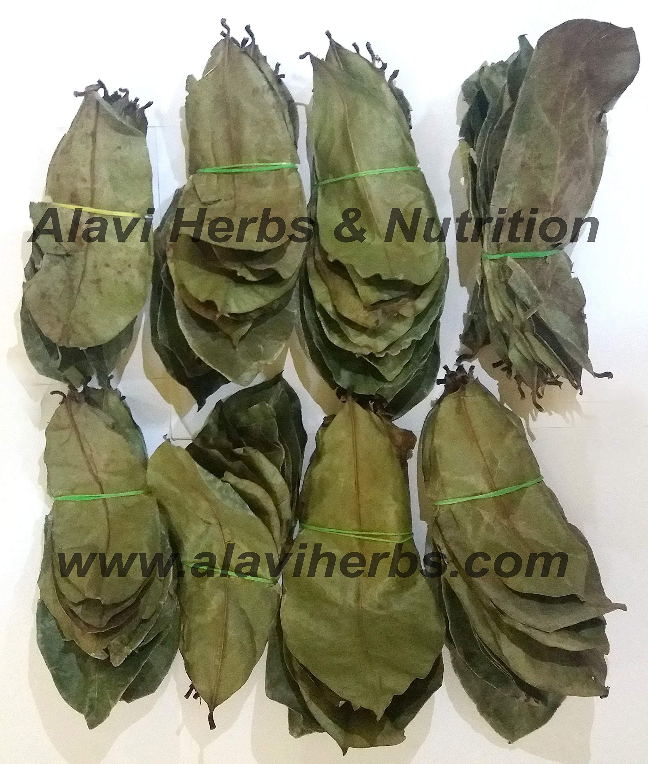 ALAVI Alavi\'s Soursop / GRAVIOLA 240 Dry Leaves with Stems Powder (Pack of 3)
