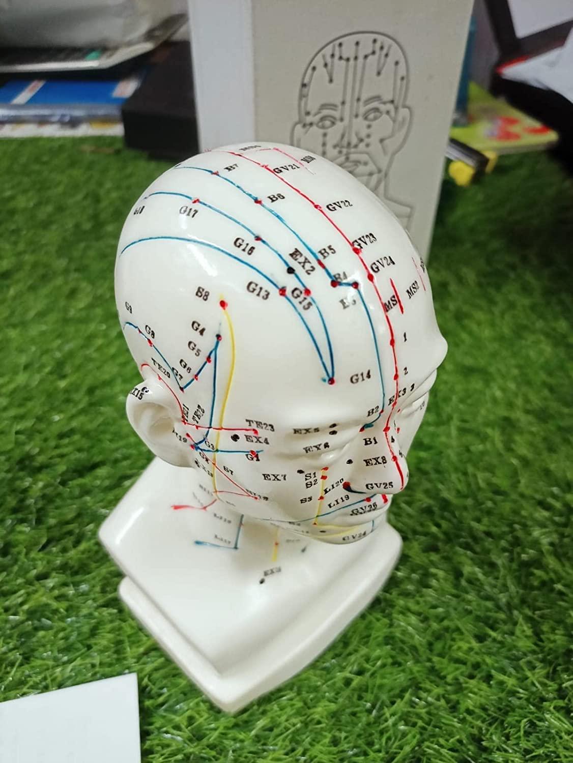 G GEEMAC G GEEMAC Acupuncture head model acupuncture head point model in English language