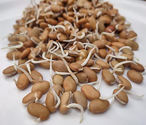 NATURE STAY Nature Stay Red Vaal Beans, Deshi val -900gm