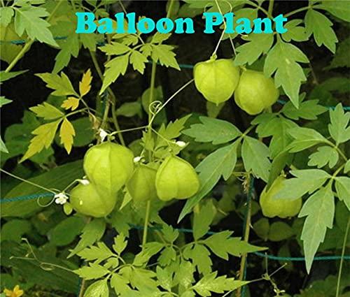 DIETS ORGANICS Diets Organics Mudakathan Keerai Powder , Balloon Vine Leaf Powder - 250G