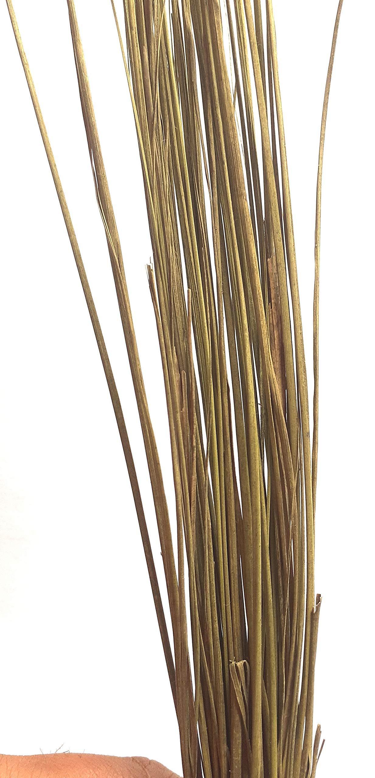 CHEZEL CHEZEL® Darbha Grass or Kusha Grass Dharbha Grass Halfa Grass 11 Bundle for Pooja