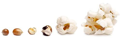 MR. DESI Popcorn Kernels Extra Crunchy Popcorn Maize (100% of The kernels pop) [Now Enjoy Movie Theatre Style Butterfly Popcorn at Home] (1kg)