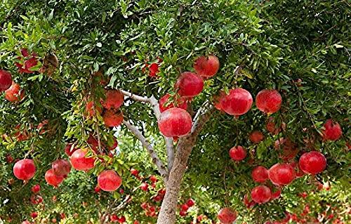 EasySeeds EasySeeds EasySeeds Pomegranate Seed Dark Red, Punica Granatum Fruit Tree, Anar Fruit Seed, Organic Giant Pomegranate Seeds (100)