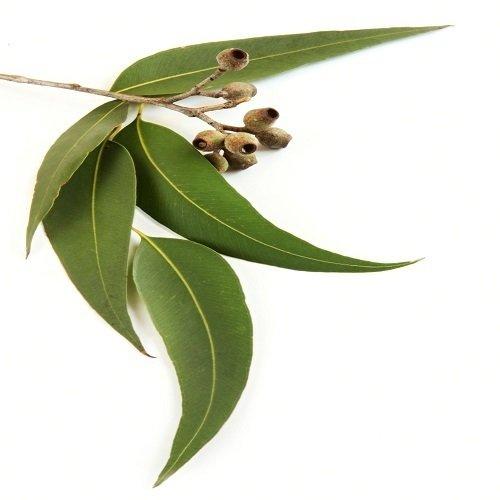 Western Ghats Organics Fresh Live Eucalyptus Leaves/Tailapatra/Sugandhapatra/Tailaprana/Nilgiri Taila (Western Ghats Organics) (200)