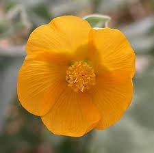 neotea Neotea Indian mallow Abutilon indicum Paniyaratutti thuththi Tutti Seeds 200 gm