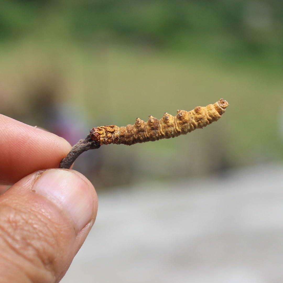 Generic Pure & Natural Cordyceps(Kidajadi) 6Pcs