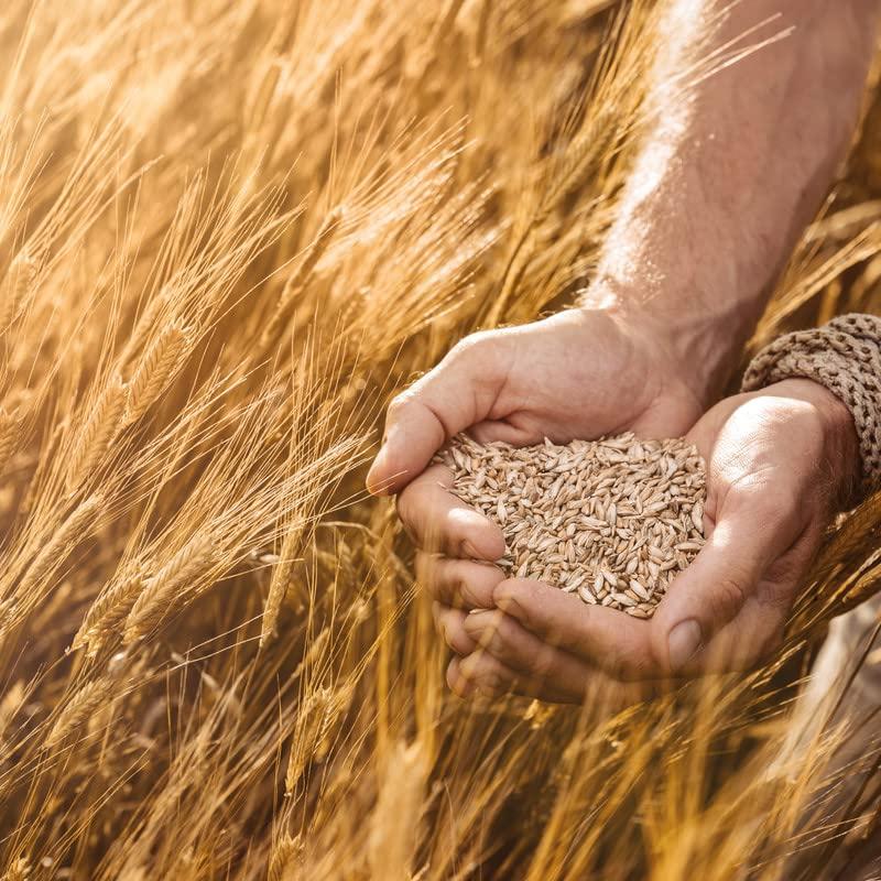 Soaf SOAF Organic Whole Wheat Flour 10 kg | Gehu Atta Chakk100% Organic, Wheat Grains, 0% Maida No Preservatives, No Trans Fats 10 Kg