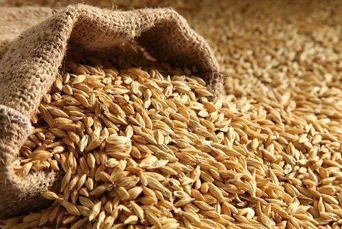 ORGANIC PURIFY Organic Purify RAW BARLEY SEEDS (JAU) 5KG