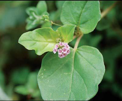 3V PRODUCTS 3V PRODUCTS Mookirattai Powder 300g | Punarnava (Pack of 3x100g)