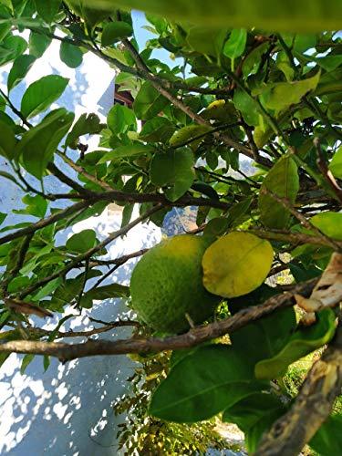 O'IJA OIJA Pahadi Lemon Pickle by Mrs Madhu Pandey, Nimbu ka achar, Sugar Free, Zero Oil