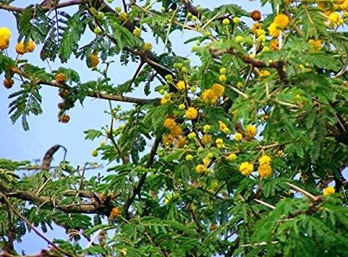 R P Enterprises Organic ll ayurvedic ll Babool Datun ll Manual Tooth Brush II Chewing Stick for Healthy and Strong Teeth for regular use (31)