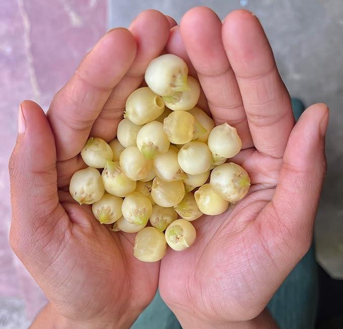 Awadh AWADH- Desi Mahua Flower Dried 1 KG (Madhuca Longifolia) Phool Mahua - Mahuya Flower - Madhuca Indica Mahua Fruit from Village Tree Mahua | Mohwa | Vippa | Iluppai | Mohuwa | |