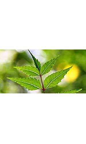 Everything Creations Natural Neem Chew Sticks/Tree Datun Twigs Organic Toothbrush Pack of 20