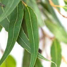 Nilgiris Eucalyptus oil I.P 500 ML(indian pharmacopoeia) certified quality