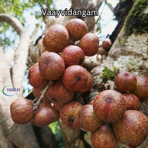 YAMKAY Yamkay Herbal Vaayvidangam | Vidanga | Vaviding Baividang | Embelica Ribes Powder | (500 GM)