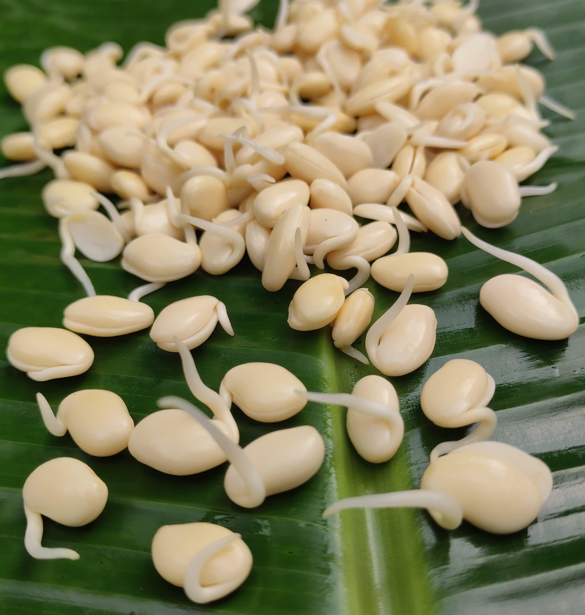 NATURE STAY Nature Stay Red Vaal Beans, Deshi val -900gm